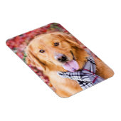 Golden Retriever in de carf Magneet (Rechterzijde)
