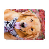 Golden Retriever in de carf Magneet (Horizontaal)