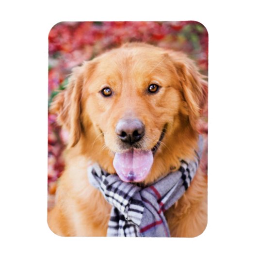 Golden Retriever in de carf Magneet (Verticaal)