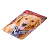 Golden Retriever in de carf Magneet (Linkerzijde)