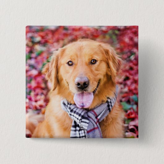 Golden Retriever in de carf Vierkante Button 5,1 Cm (Voorkant)
