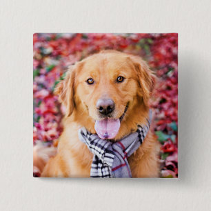 Golden Retriever in de carf Vierkante Button 5,1 Cm
