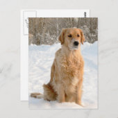 Golden Retriever in de sneeuw Briefkaart (Voorkant / Achterkant)