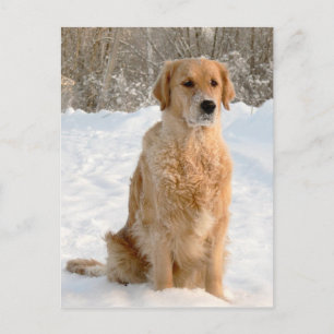 Golden Retriever in de sneeuw Briefkaart