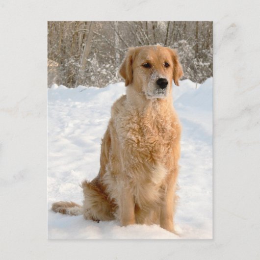 Golden Retriever in de sneeuw Briefkaart (Voorkant)