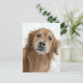 Golden Retriever in de sneeuw Briefkaart (Staand voorkant)
