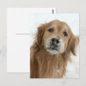 Golden Retriever in de sneeuw Briefkaart (Voorkant / Achterkant)