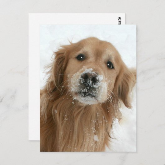 Golden Retriever in de sneeuw Briefkaart (Voorkant / Achterkant)