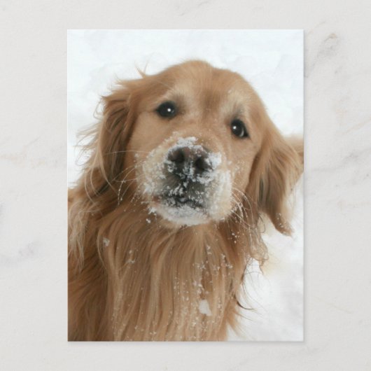 Golden Retriever in de sneeuw Briefkaart (Voorkant)