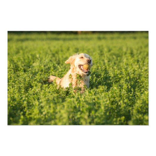 Golden Retriever in Fields Foto Print Afdruk (Voorkant)
