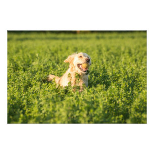 Golden Retriever in Fields Foto Print Foto Afdruk