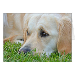 Golden Retriever in gras