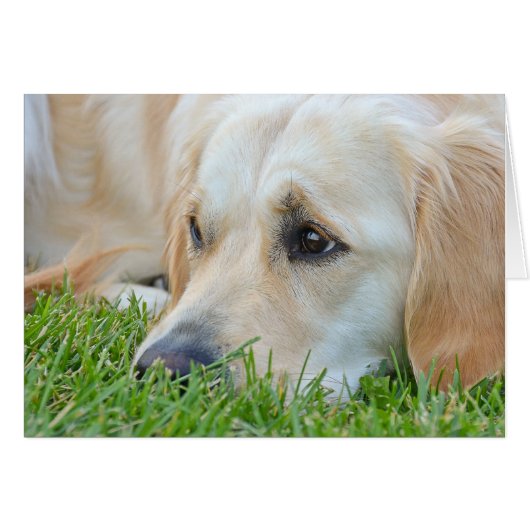 Golden Retriever in gras (Voorkant Horizontaal)
