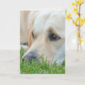 Golden Retriever in Grass Birthday Humor Kaart (Gele Bloem)