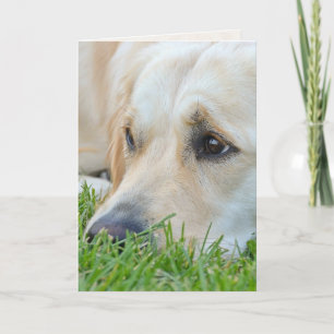 Golden Retriever in Grass Birthday Humor Kaart
