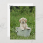 Golden retriever in het wasbekken briefkaart (Voorkant / Achterkant)
