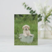 Golden retriever in het wasbekken briefkaart (Staand voorkant)