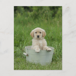 Golden retriever in het wasbekken briefkaart