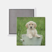 Golden retriever in het wasbekken magneet (Voorkant / Achterkant)