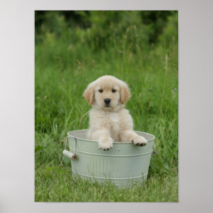 Golden retriever in het wasbekken poster
