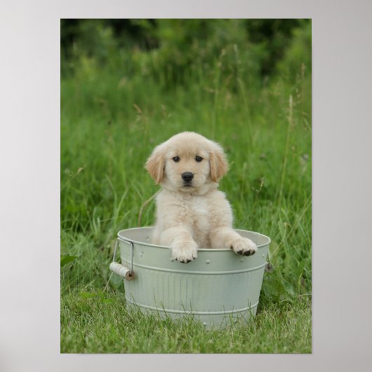 Golden retriever in het wasbekken poster (Voorkant)