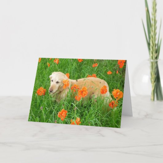 Golden Retriever in papavers Kaart (Voorkant)