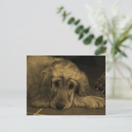 Golden Retriever in Sepia Tones Briefkaart (Staand voorkant)