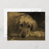 Golden Retriever in Sepia Tones Briefkaart (Voorkant / Achterkant)
