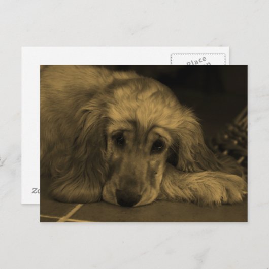 Golden Retriever in Sepia Tones Briefkaart (Voorkant / Achterkant)