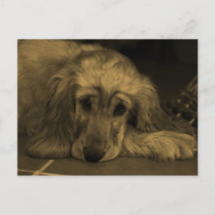 Golden Retriever in Sepia Tones Briefkaart