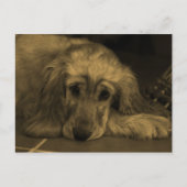 Golden Retriever in Sepia Tones Briefkaart (Voorkant)