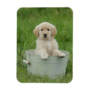 Golden retriever in wasbekken magneet