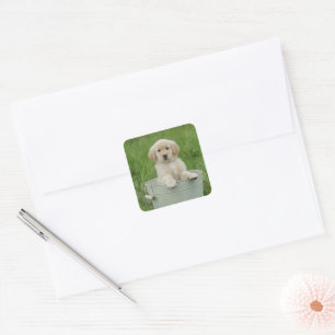 Golden retriever in wasbekken vierkante sticker
