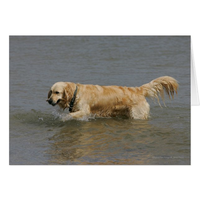 Golden Retriever in water (Voorkant Horizontaal)