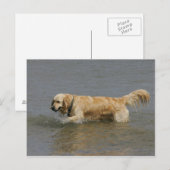 Golden retriever in Water Briefkaart (Voorkant / Achterkant)