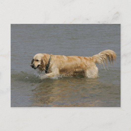 Golden retriever in Water Briefkaart (Voorkant)