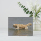 Golden retriever in Water Briefkaart (Staand voorkant)