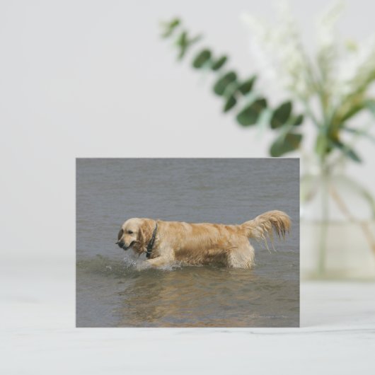 Golden retriever in Water Briefkaart (Staand voorkant)