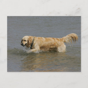 Golden retriever in Water Briefkaart