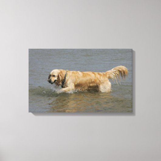 Golden Retriever in water Canvas Afdruk (Voorkant)