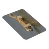 Golden Retriever in water Magneet (Rechterzijde)