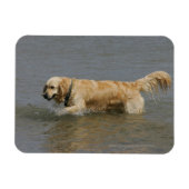 Golden Retriever in water Magneet (Horizontaal)