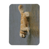 Golden Retriever in water Magneet (Verticaal)