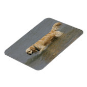 Golden Retriever in water Magneet (Linkerzijde)