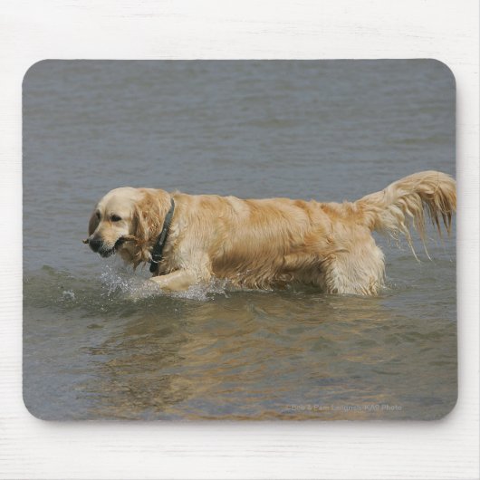 Golden Retriever in water Muismat (Voorkant)