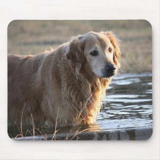 Golden Retriever in water Muismat (Voorkant)