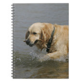 Golden Retriever in water Notitieboek (Voorkant)