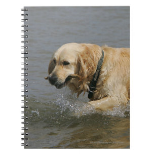 Golden Retriever in water Notitieboek