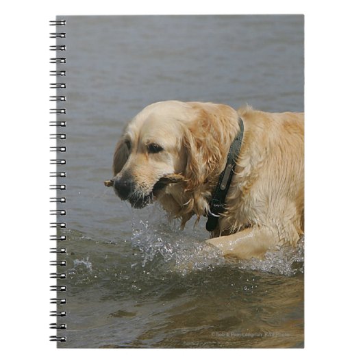 Golden Retriever in water Notitieboek (Voorkant)