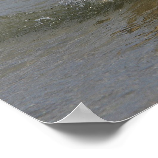 Golden Retriever in water Poster (Hoek)